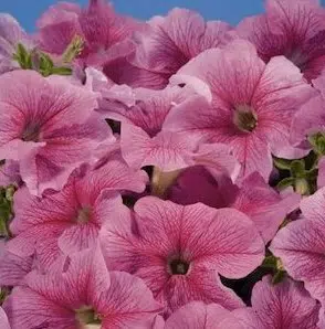 petunia blush pink 50 sementes 8531 e1496690812216