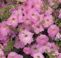petunia blush pink 50 sementes 8918 e1496690917512