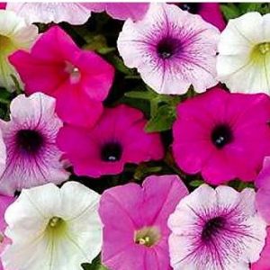 petunia f2 sortida 50 sementes 0376 e1496691946786