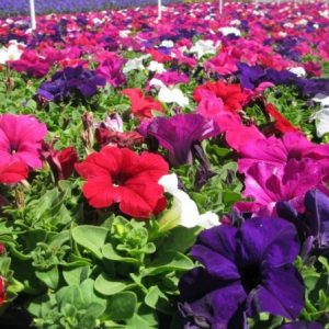 petunia f2 sortida 50 sementes 0582 e1496691904423