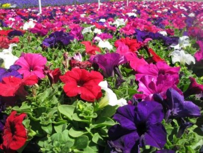 petunia f2 sortida 50 sementes 0582 e1496691904423