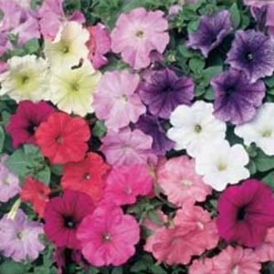 petunia f2 sortida 50 sementes 7379 e1496691926725