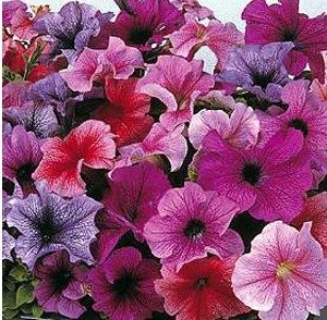 petunia f2 sortida 50 sementes 7770 e1496692016695