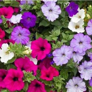 petunia f2 sortida 50 sementes 8893 e1496691836353