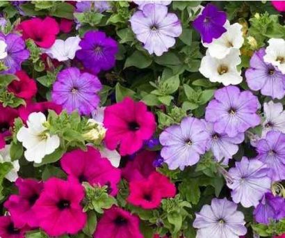 petunia f2 sortida 50 sementes 8893 e1496691836353