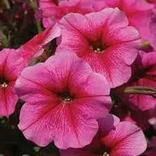 petunia hibrida sortida 50 sementes 2008 e1496691742415