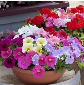 petunia hibrida sortida 50 sementes 2300 e1496691786984