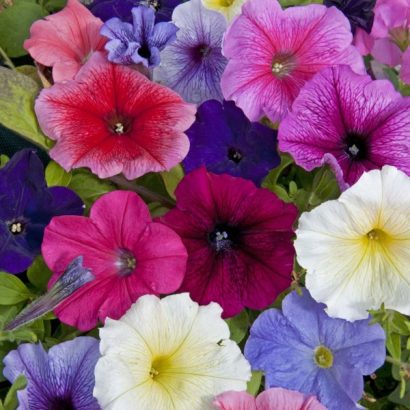 petunia hibrida sortida 50 sementes 5520