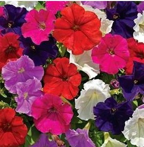 petunia hibrida sortida 50 sementes 7916 e1496691702114