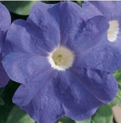 petunia mid blue 50 sementes 1800 e1496691112681