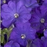 petunia mid blue 50 sementes 2397 e1496691131735