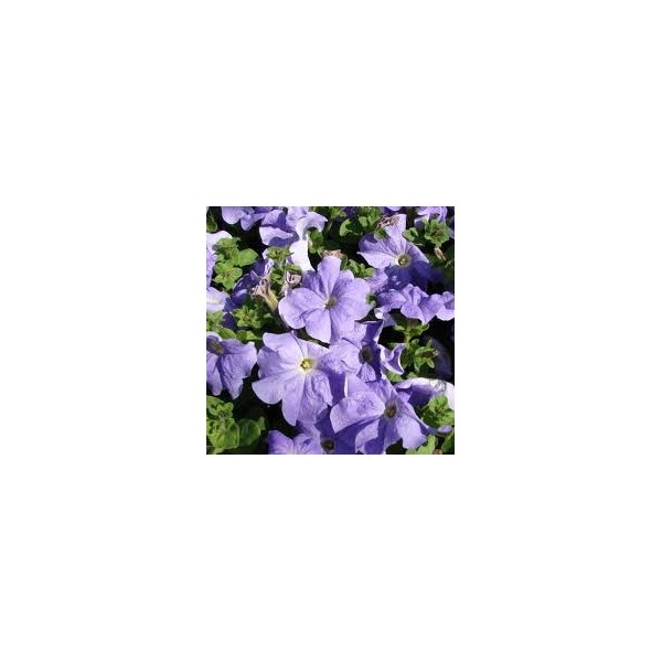 petunia mid blue 50 sementes 2993