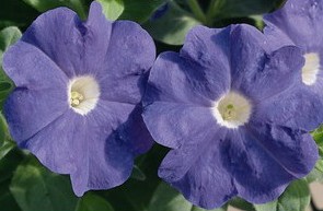 petunia mid blue 50 sementes 5206 e1496691079686