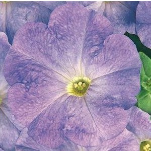 Petúnia Mid Blue: 50 Sementes