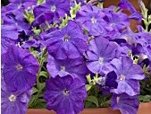 petunia mid blue 50 sementes 6986 e1496691183222