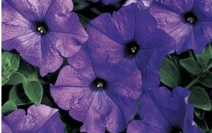 petunia mid blue 50 sementes 7889 e1496691162375