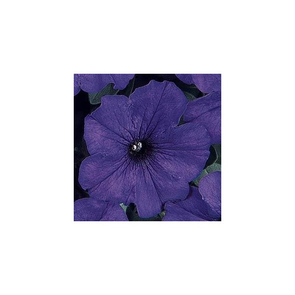 petunia mid blue 50 sementes 8803