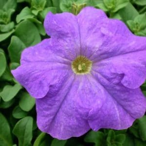 petunia mid blue 50 sementes 9809 e1496691020123