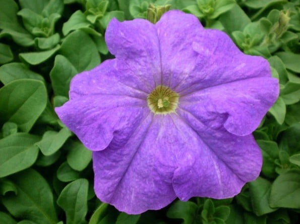 petunia mid blue 50 sementes 9809 e1496691020123