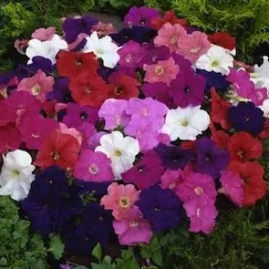 petunia nana compacta 50 sementes 4443 e1496691529587