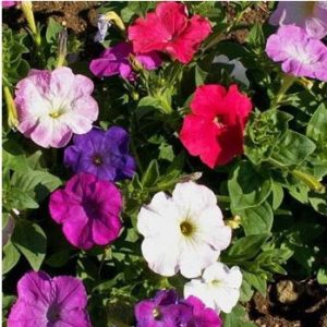 petunia nana compacta 50 sementes 8332 e1496691631702