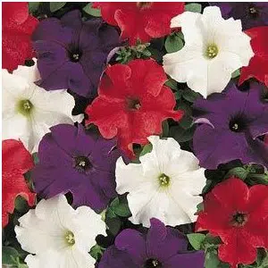 petunia nana compacta 50 sementes 9239 e1496691551661