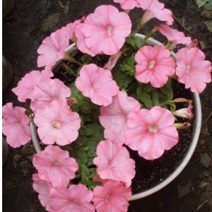 petunia salmao 50 sementes 4056 e1496690608251