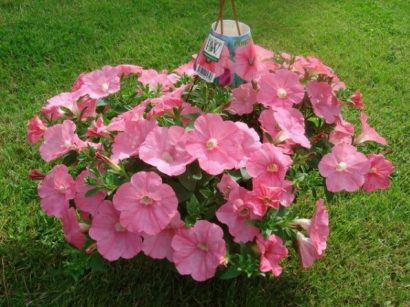 petunia salmao 50 sementes 4463 e1496690431619