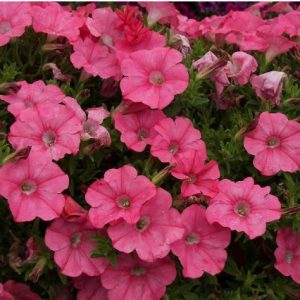 petunia salmao 50 sementes 4769 e1496690341177