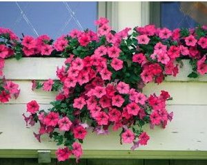 petunia salmao 50 sementes 7078 e1496690273748