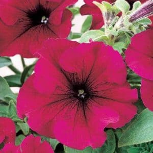 petunia vinho 50 sementes 0597 e1496690178106