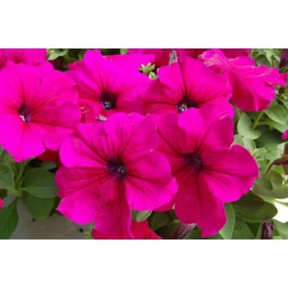 petunia vinho 50 sementes 0991