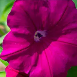 petunia vinho 50 sementes 3906 e1496690097845