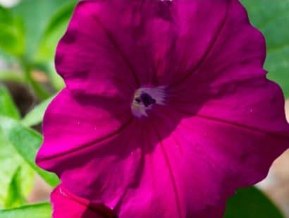 petunia vinho 50 sementes 3906 e1496690097845