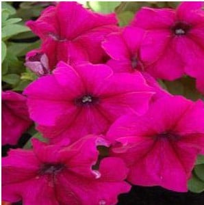 petunia vinho 50 sementes 5103 e1496690135788