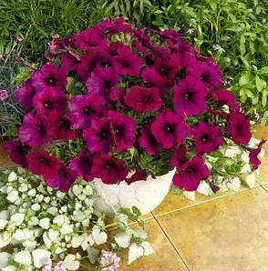 petunia vinho 50 sementes 5487 e1496690200928
