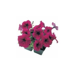 petunia vinho 50 sementes 6494