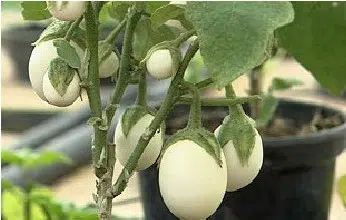planta ovo 10 sementes 6826 e1496433004127