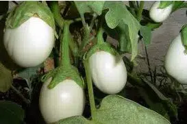planta ovo 10 sementes 7223 e1496433137386