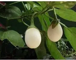 planta ovo 10 sementes 7935 e1496432845777