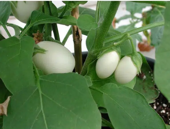 planta ovo 10 sementes 8639 e1496432801393