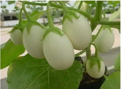 Planta Ovo: 10 Sementes