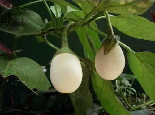 planta ovo 10 sementes 9342 e1496432760308