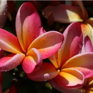 plumeria abrico 5 sementes 5376 e1496430245145