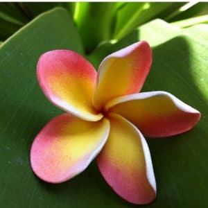 plumeria abrico 5 sementes 5679 e1496430215243