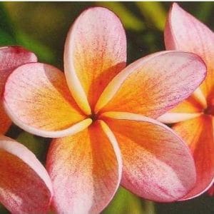 plumeria abrico 5 sementes 5873 e1496430274440