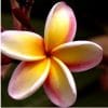 Plumeria Abricó: 5 Sementes