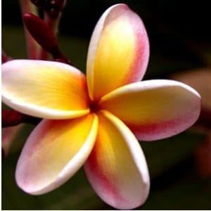 Plumeria Abricó: 5 Sementes