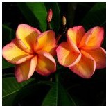 plumeria laranja 5 sementes 0095 e1496429997959