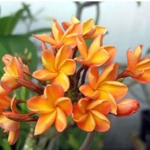 plumeria laranja 5 sementes 2808 e1496429890759